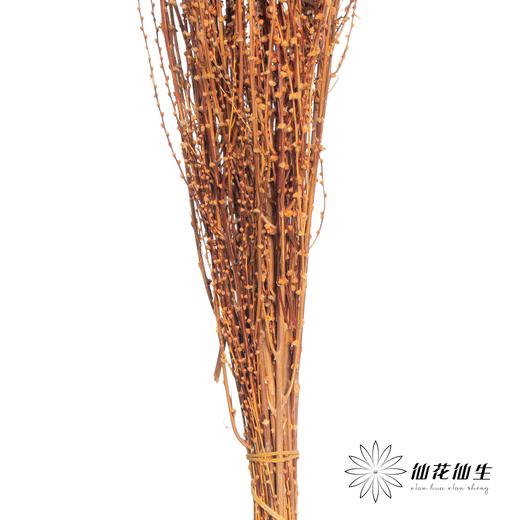 永生花材 | 雪草香槟 商品图2