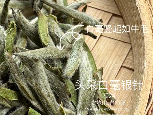 【2024春茶来了】2024头采白毫银针，鲜、嫩、爽、滑，怎一个“嫩”字了得？ 商品图5
