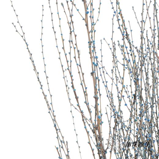 永生花材 | 雪草宝蓝 商品图1