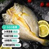【SGS2次复检8顶兽残34顶激素74抗生素12项欧盟药残0检出活鱼加工】国家地理标志产品 宁德黄花鱼 大黄鱼|海鲜频道 商品缩略图0
