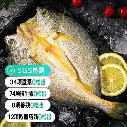 【SGS2次复检8顶兽残34顶激素74抗生素12项欧盟药残0检出活鱼加工】国家地理标志产品 宁德黄花鱼 大黄鱼|海鲜频道 商品图0
