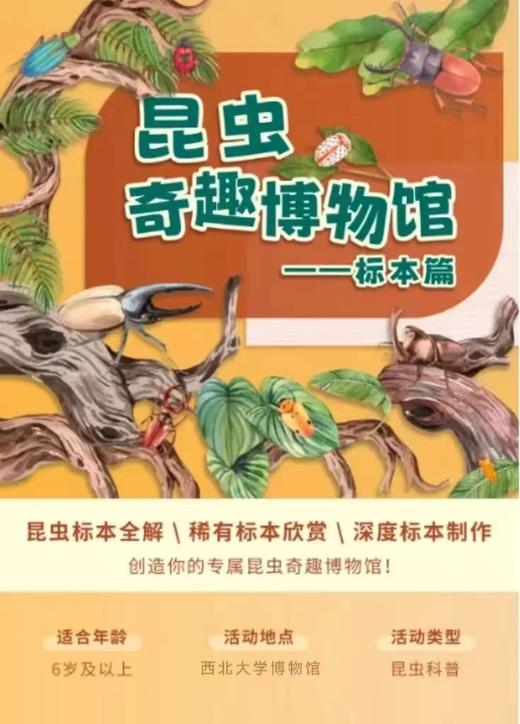 【标本制作系列活动（共两期）】昆虫奇趣博物馆 | 西北大学博物馆文创体验营第亲子体验项目报名啦！ 商品图0