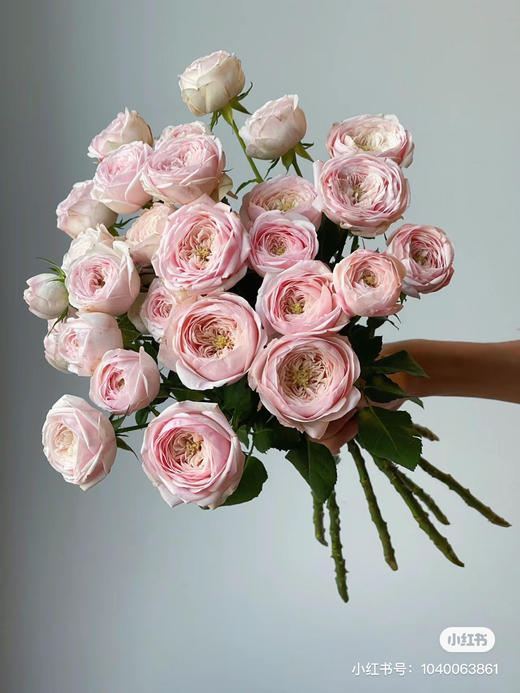 国产多头玫瑰-【酷皮】 商品图2