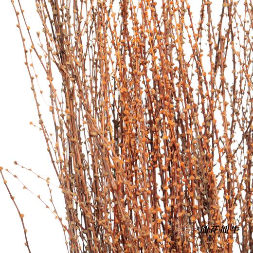 永生花材 | 雪草香槟 商品图3