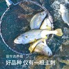 【SGS2次复检8顶兽残34顶激素74抗生素12项欧盟药残0检出活鱼加工】国家地理标志产品 宁德黄花鱼 大黄鱼|海鲜频道 商品缩略图3