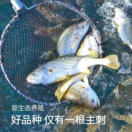 【SGS2次复检8顶兽残34顶激素74抗生素12项欧盟药残0检出活鱼加工】国家地理标志产品 宁德黄花鱼 大黄鱼|海鲜频道 商品图3