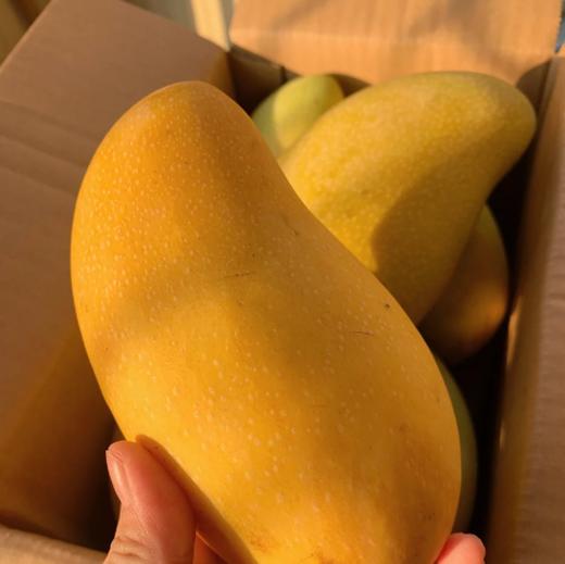 金煌芒 商品图0