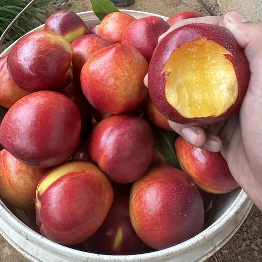 蒙阴红油桃 | 顺丰发货 商品图2