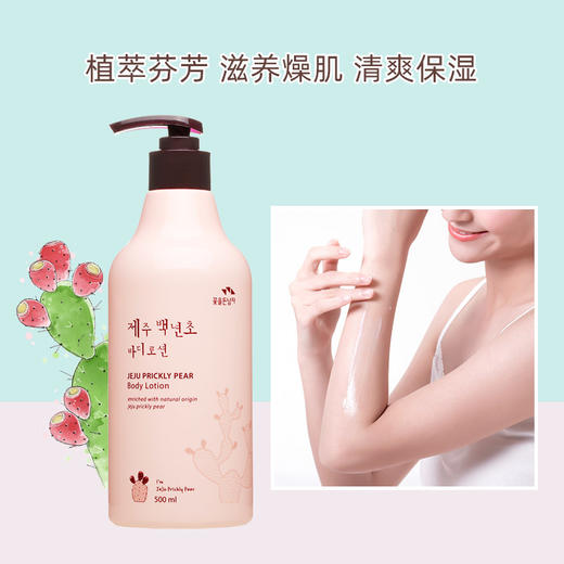 所望（SOMANG）济州岛百年草 商品图3