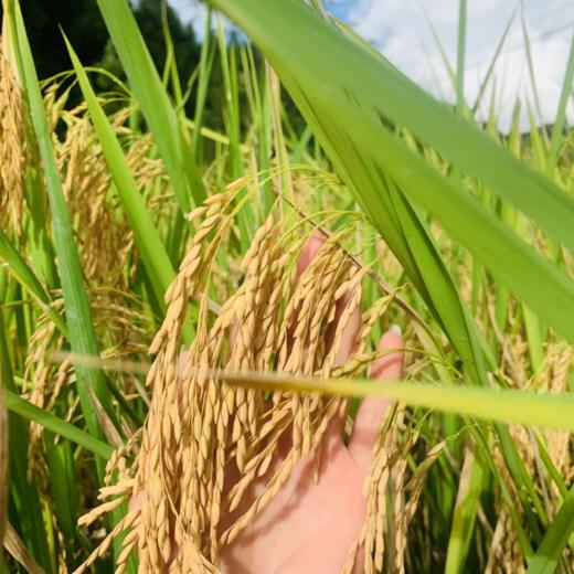 连山农家生态米 5kg/包 商品图1