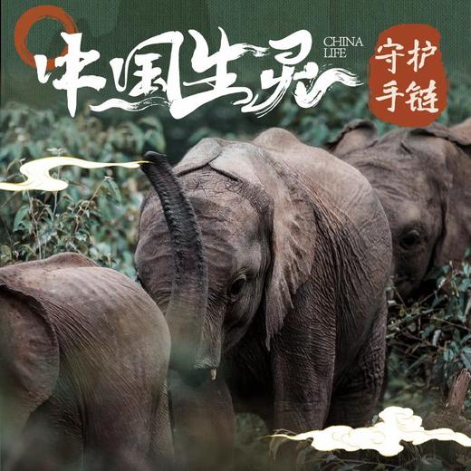 追踪动物手链合集 中国生灵 商品图0