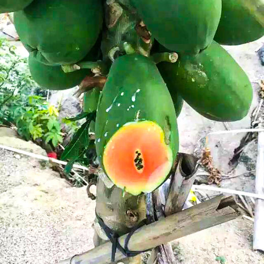 就是它！减脂期无限复购的水果！海南红心木瓜当季新鲜青皮木瓜香甜可口现摘现5-10斤装  顺丰/京东随机发货 商品图3