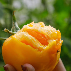 农家黄柿子 黄番茄 5斤装