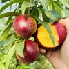 蒙阴红油桃 | 顺丰发货 商品缩略图1