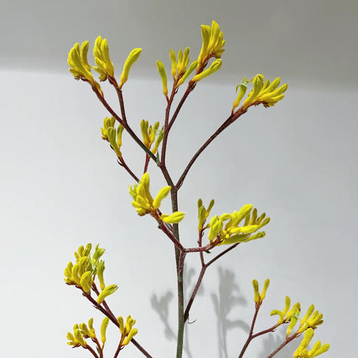 袋鼠爪花丨草花 商品图2