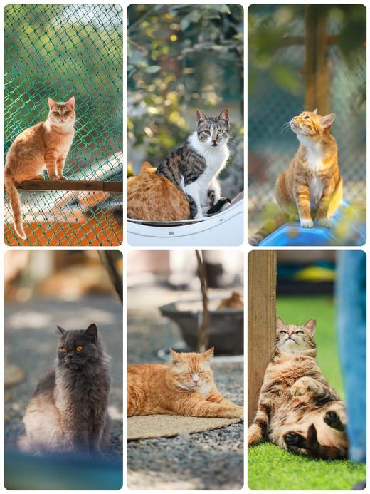 糗糗庄园猫猫电子照片 商品图6