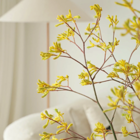 袋鼠爪花丨草花