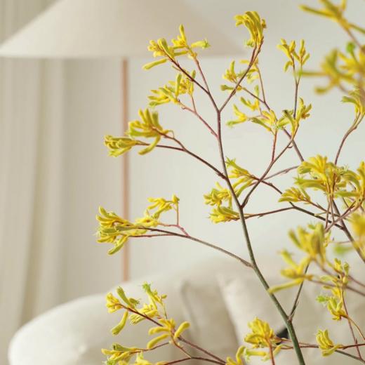 袋鼠爪花丨草花 商品图0