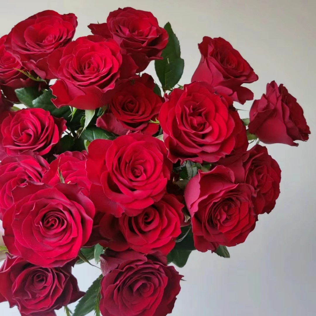 国产A级单头玫瑰花高原红10支