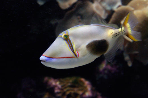 黑肚鸳鸯炮弹 商品图1