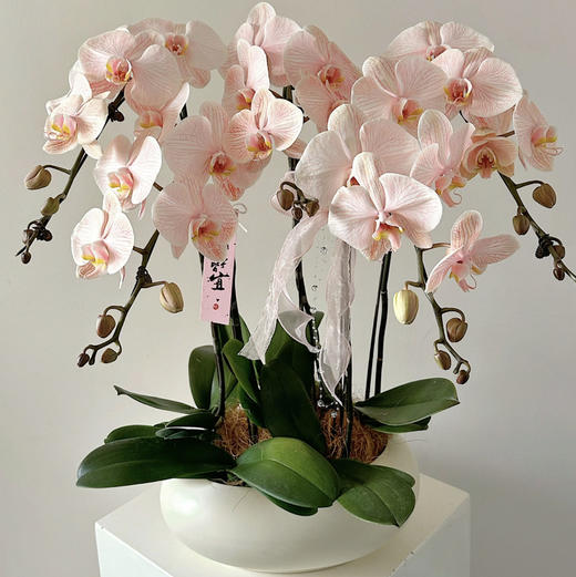 家简法空间开业专属花礼 商品图4