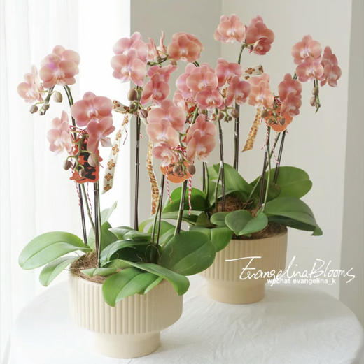 家简法空间开业专属花礼 商品图3