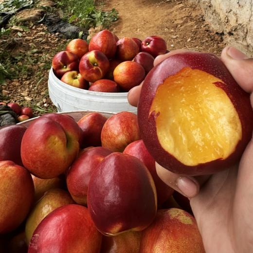 蒙阴红油桃 | 顺丰发货 商品图4