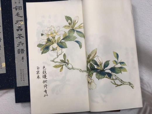 芥子园画传 翎毛草虫花卉谱 商品图5