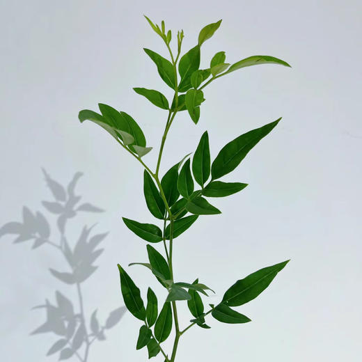 九星叶丨配叶【百搭叶材】 商品图2