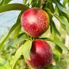蒙阴红油桃 | 顺丰发货 商品缩略图3