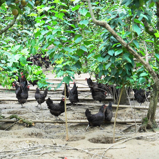 有机散养500天老母鸡（净重900g)【第2只6.5折】 商品图8