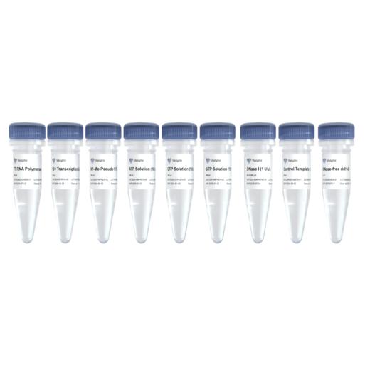 T7 High Yield RNA Transcription Kit(Nl-Me-Pseudo UTP) 商品图0