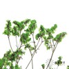 永生花材 | 水晶草绿色 商品缩略图2