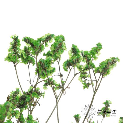 永生花材 | 水晶草绿色 商品图2