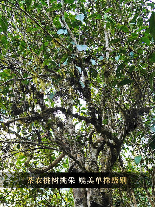 【茶农自存-冰岛老寨】2016年存世茶后冰岛老寨 茶农自存好茶 挑树挑采仅供贵客 ！ 商品图6