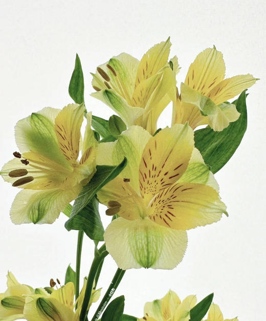 肯尼亚六出花-【Gold】黄 商品图2