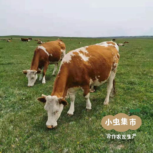 锡林郭勒生态牛肉干 250g/袋 | 合作农友生产，产自内蒙古锡林郭勒盟东部乌珠穆沁草原，生产者：何梅 *【公平贸易农人定价】 商品图14