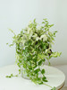 玻璃球水培吊竹梅 商品缩略图0