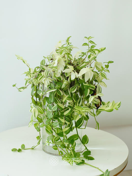 玻璃球水培吊竹梅 商品图0