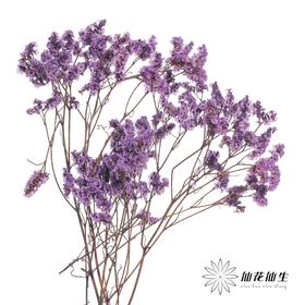 永生花材 | 水晶草紫色