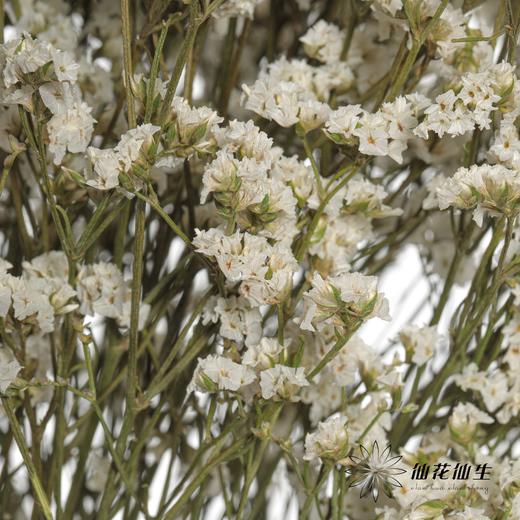 永生花材 | 水晶草白色 商品图3