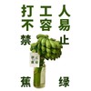  网红水培盆栽小米蕉香蕉带把可观赏食用桌面绿植禁止蕉绿 商品缩略图4