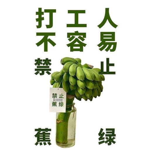  网红水培盆栽小米蕉香蕉带把可观赏食用桌面绿植禁止蕉绿 商品图4