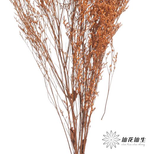 永生花材 | 情人草橙色 商品图2