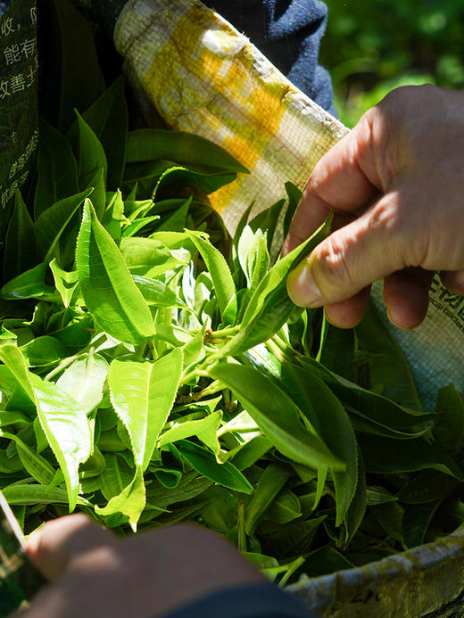 【茶祖香竹箐】茶界种话 行家收藏之选 香甜飘十里 味酣一杯中 普洱茶生茶 357克/饼 拍5发6拍20发25 商品图1