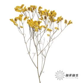 永生花材 | 水晶草黄色