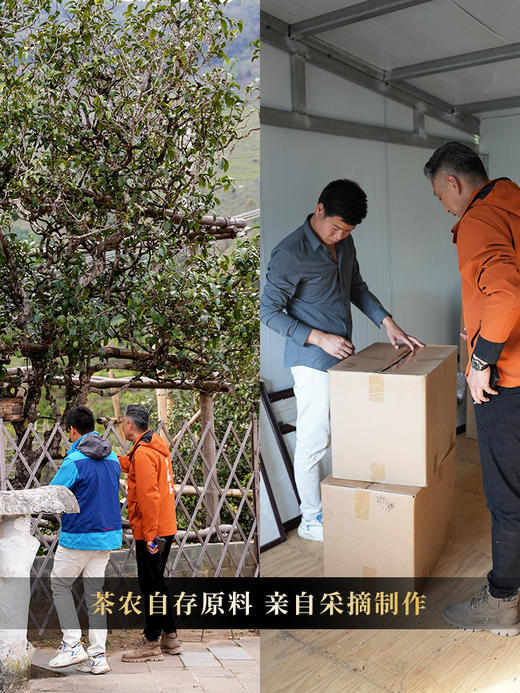 【茶农自存-冰岛老寨】2016年存世茶后冰岛老寨 茶农自存好茶 挑树挑采仅供贵客 ！ 商品图3