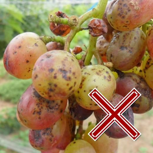 超强炭疽包    佳果+艳苗+溴菌腈   一套兑水300-400斤 商品图1