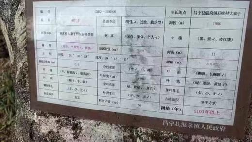 【2100年单株·野·昌宁红】巨型单株野生红茶！ 商品图2