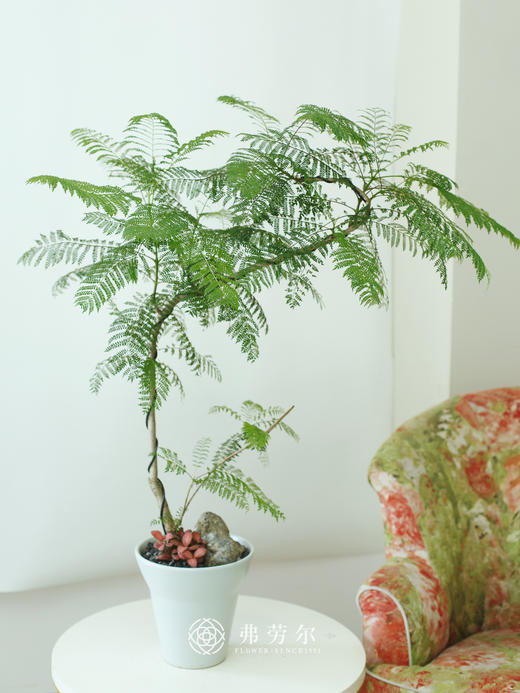 造型蓝花楹 商品图0